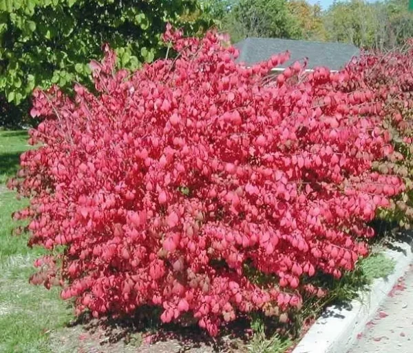 Dwarf Burning Bush Bare Root Plants - Hardy Euonymus Alatus Shrub