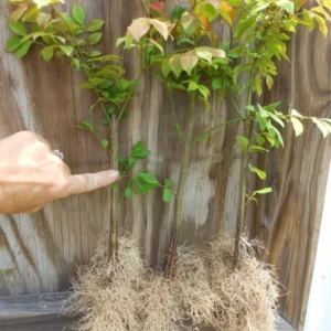 Dwarf Burning Bush Bare Root Plants - Hardy Euonymus Alatus Shrub