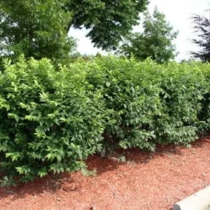 Dwarf Burning Bush Bare Root Plants - Hardy Euonymus Alatus Shrub