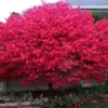 Dwarf Burning Bush Plant Gallon Pot - Hardy Shrub Euonymus Alatus