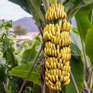 Dwarf Cavendish Banana Plant Live - Musa Acuminata - 4 to 6 Inch Tall - Patio and Garden