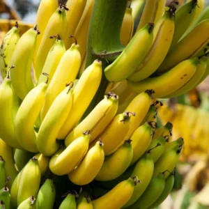 Dwarf Cavendish Banana Plant Live - Musa Acuminata - 4 to 6 Inch Tall - Patio and Garden