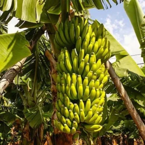 Dwarf Cavendish Banana Plant Live - Musa Acuminata - 4 to 6 Inch Tall - Patio and Garden