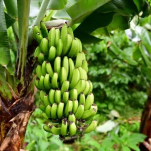 Dwarf Cavendish Banana Plant Live - Musa Acuminata - 4 to 6 Inch Tall - Patio and Garden