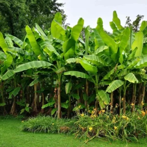 Dwarf Cavendish Banana Plant Live - Musa Acuminata - 4 to 6 Inch Tall - Patio and Garden