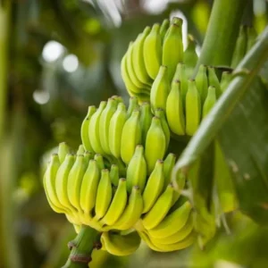 Dwarf Cavendish Banana Plant Live - Musa Acuminata - 4 to 6 Inch Tall - Patio and Garden