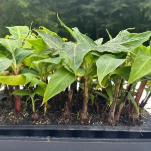 Dwarf Cavendish Banana Tree - 5 Musa Plants - Cold Hardy - Edible Fruit - Patio Container Garden