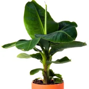 Dwarf Cavendish Banana Tree - 5 Musa Plants - Cold Hardy - Edible Fruit - Patio Container Garden