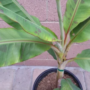 Dwarf Cavendish Banana Tree Tropical Fruit Trees 3 Gallon Pot