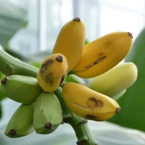 Dwarf Cavendish Banana Tree Tropical Fruit Trees 3 Gallon Pot