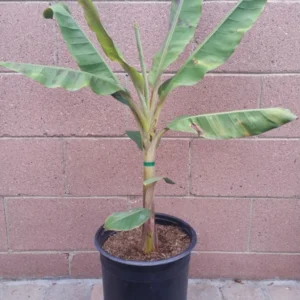 Dwarf Cavendish Banana Tree Tropical Fruit Trees 3 Gallon Pot