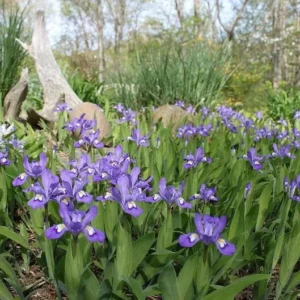 Dwarf Crested Iris Plants - 100 Bare Root Iris Cristata Native Wildflower Perennial