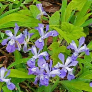 Dwarf Crested Iris Plants - 100 Bare Root Iris Cristata Native Wildflower Perennial