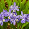 Dwarf Crested Iris cristata - Violet-Blue Flowers - 2 Bareroots