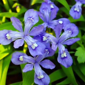 Dwarf Crested Iris cristata - Violet-Blue Flowers - 2 Bareroots