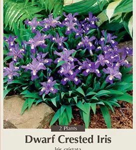 Dwarf Crested Iris cristata - Violet-Blue Flowers - 2 Bareroots