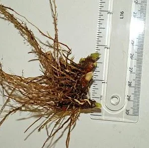 Dwarf Crested Iris cristata - Violet-Blue Flowers - 2 Bareroots