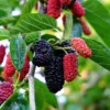 Dwarf Everbearing Mulberry Live Plant - Outdoor Garden Bush - 4 to 6 Inch Tall