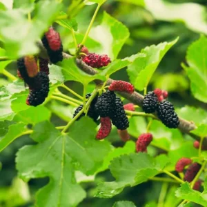Dwarf Everbearing Mulberry Live Plant - Outdoor Garden Bush - 4 to 6 Inch Tall