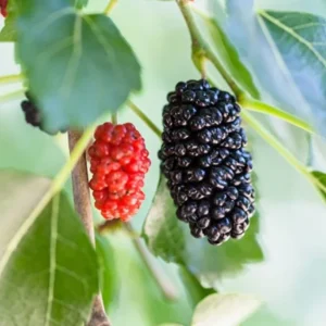 Dwarf Everbearing Mulberry Live Plant - Outdoor Garden Bush - 4 to 6 Inch Tall