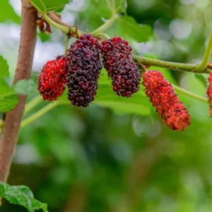 Dwarf Everbearing Mulberry Live Plant - Outdoor Garden Bush - 4 to 6 Inch Tall