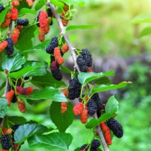 Dwarf Everbearing Mulberry Live Plant - Outdoor Garden Bush - 4 to 6 Inch Tall