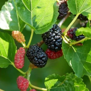 Dwarf Everbearing Mulberry Live Plant - Outdoor Garden Bush - 4 to 6 Inch Tall