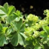 Dwarf Lady's Mantle Perennial - Alchemilla Plant - 2.5" Pot - Fairy Garden Groundcover