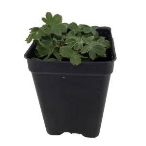 Dwarf Lady's Mantle Perennial - Alchemilla Plant - 2.5