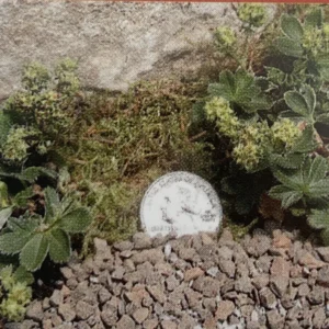 Dwarf Lady's Mantle Perennial - Alchemilla Plant - 2.5
