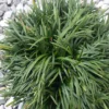 Dwarf Mondo Grass 250 Bare Root Ophiopogon Japonicus Nana Border Plant