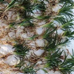 Dwarf Mondo Grass 250 Bare Root Ophiopogon Japonicus Nana Border Plant