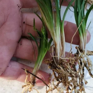 Dwarf Mondo Grass 250 Bare Root Ophiopogon Japonicus Nana Border Plant