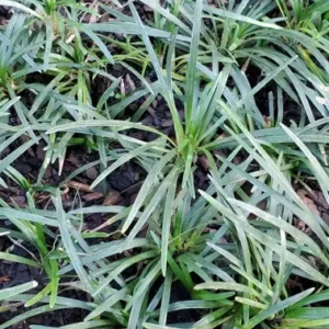 Dwarf Mondo Grass 250 Bare Root Ophiopogon Japonicus Nana Border Plant