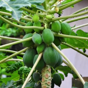 Dwarf Papaya (Braziliam) Tropical Fruit Tree - 2 Gallon Pot