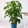 Dwarf Umbrella Tree Schefflera Arboricola Live Plant 3-Gallon Pot Evergreen Foliage