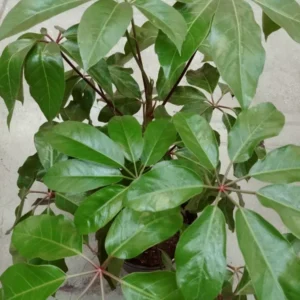 Dwarf Umbrella Tree Schefflera Arboricola Live Plant 3-Gallon Pot Evergreen Foliage