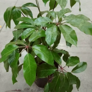 Dwarf Umbrella Tree Schefflera Arboricola Live Plant 3-Gallon Pot Evergreen Foliage