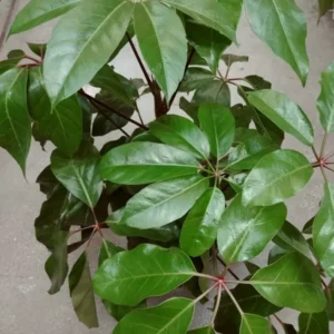Dwarf Umbrella Tree Schefflera Arboricola Live Plant 3-Gallon Pot Evergreen Foliage