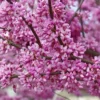 Eastern Redbud Tree 5-Pack Bare Root 12 to 24in Cercis Canadensis