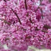 Eastern Redbud Tree Cercis Canadensis - 2-3 ft Potted Deciduous Tree