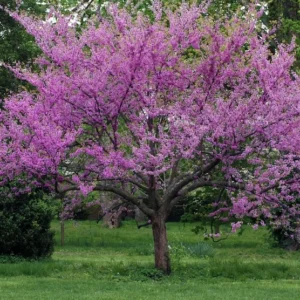 Eastern Redbud Tree Cercis Canadensis - 2-3 ft Potted Deciduous Tree