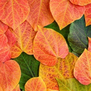 Eastern Redbud Tree Cercis Canadensis - 2-3 ft Potted Deciduous Tree