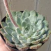 Echeveria Blue Woolly Rose Succulent Echeveria FO-42 - 2" Pot, Fuzzy Blue Green Leaves