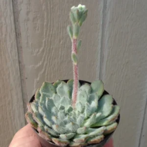Echeveria Blue Woolly Rose Succulent Echeveria FO-42 - 2