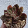 Echeveria Nodulosa Succulent 2 inch Pot Colorful Easy Grow