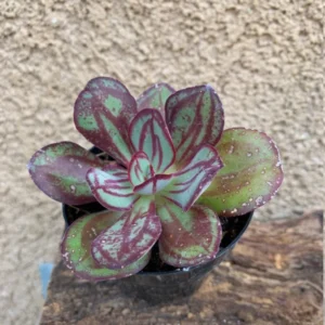 Echeveria Nodulosa Succulent 2 inch Pot Colorful Easy Grow