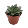 Echeveria Purpureum Purple Desert Rose Succulent - 2.5 Inch Pot