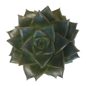 Echeveria Purpureum Purple Desert Rose Succulent - 2.5 Inch Pot