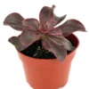 Echeveria Red Barron Succulent Plant 4-inch Pot Colorful Easy Care